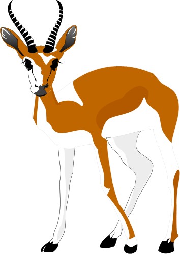 Springbok; Animal, World, Corel, Springbok