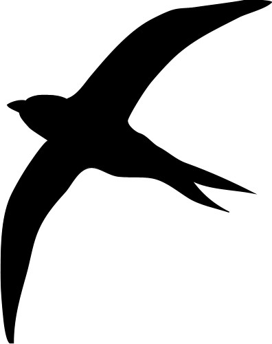 Animals: Swift in flight