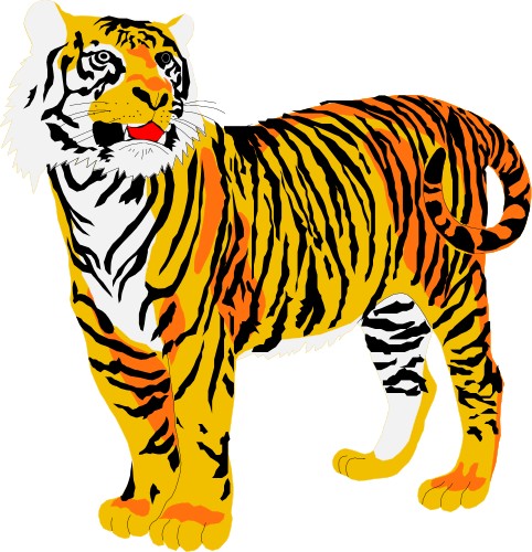 Male Siberian tiger; Cat, Mammal, Tiger
