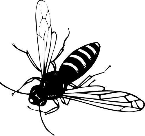 Wasp; Insect, Flying, Antennae, Wings, Stinging