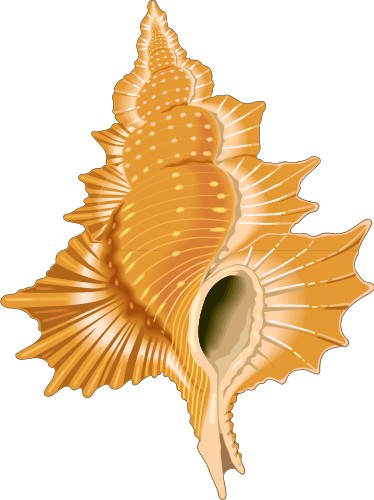 Crustace: Seashell