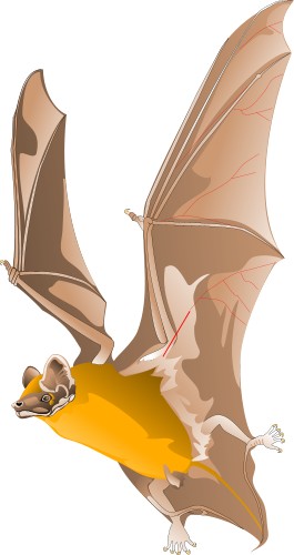 Bat in flight; Mammal, Wing, Flight, Animal