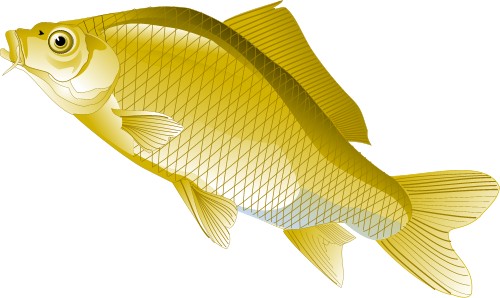 Golden Carp; Fish, Freshwater