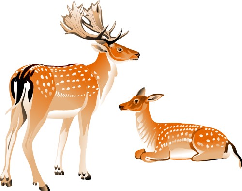 Male and female deer; Doe, Buck, Deer, Mammal, Animal