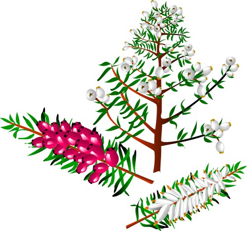 Erica yew; Berry, Plant, Tree, Flower