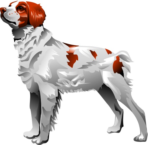 Epagneul dog; Dog, Domestic, Mammal, Animal