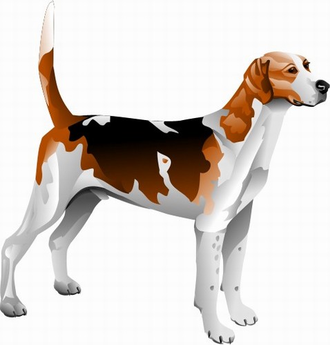 Foxhound; Dog, Mammal, Domestic, Working, Sport, Animal