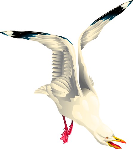 Seagull diving for food; Bird, Sea, Flight, Animal