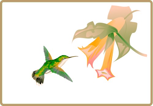 Hummingbird feeding from a flower; Bird, Wing, Flight, Animal