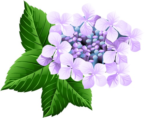 Hydranga; Flower, Plant