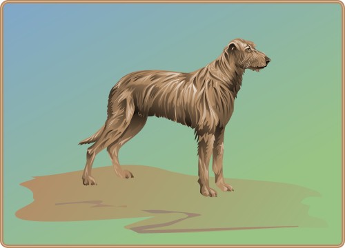 Irish Wolfhound; Dog, Domestic, Mammal, Animal