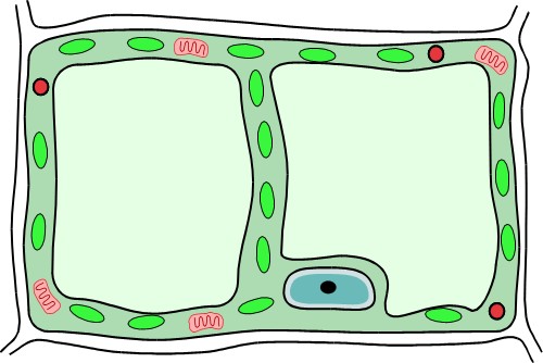 Cross section through a cell; Cell, Biology
