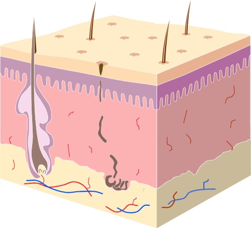 Cross section through human skin; Skin, Biology, Diagram