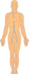 Rear cross section of the body showing arteries, Anatomy