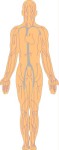 Front cross section of the body showing arteries, Anatomy