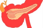 Внутренний орган человека, Анатомия