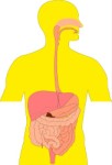 Поперечное сечение человеческой пищеварительной системы, Анатомия