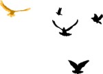 Birds circling in the sky, Animals