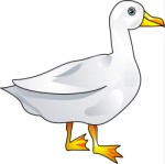 Large white duck, Animals