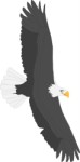 American Eagle soaring through the air, Animals