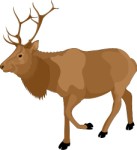 Elk, Animals