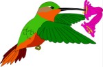 Hummingbird, Animals