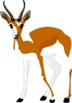Springbok, Animals