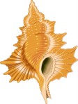 Seashell, Crustace