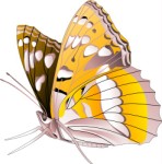 Butterfly, Corel Xara