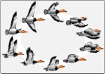 Flight pattern of a duck, Corel Xara